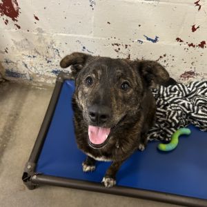 chewy, Adult Male Shepherd