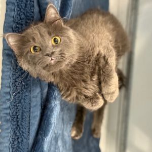 Stormy, Adult Female Domestic Medium Hair