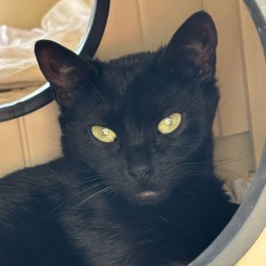 Celeste, Adult Female Domestic Short Hair