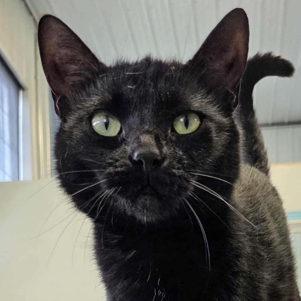 Celeste, an adoptable Domestic Short Hair in Sheridan, WY, 82801 | Photo Image 1