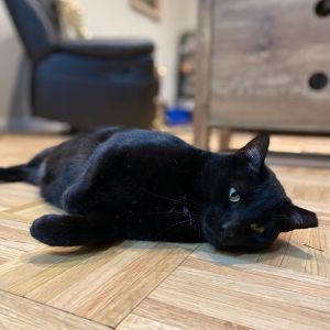 Three words to describe Binx a black cat Inquisitive calculating and classy In his early days o
