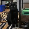 Binx photo 2