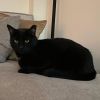 Binx photo 3