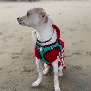 Meet Roo Shes a 16-pound incredibly sweet girl whos initially shy but once you win her over sh