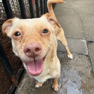 Harry is a sweet 2-3 year old Chihuahua mix He weighs approximately 11 pounds Hes a little guy w