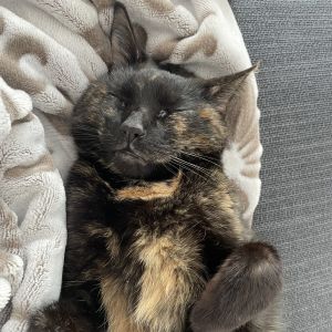 Nellie - Home to Home, Adult Female Domestic Short Hair
