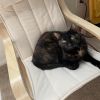 Nellie - Home to Home photo 4