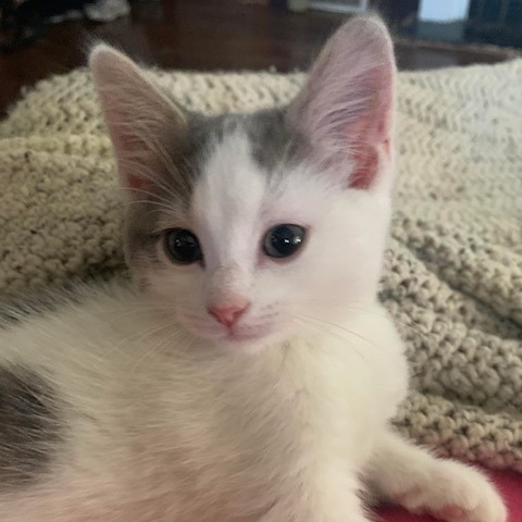 Panda Bear, an adoptable Domestic Short Hair in Duncan, OK, 73533 | Photo Image 3
