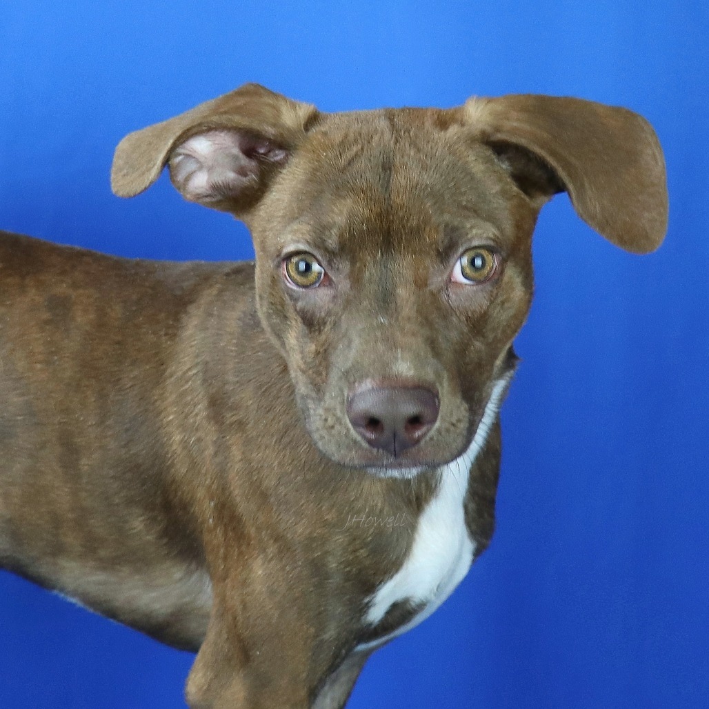 Hershey- 052806T 2