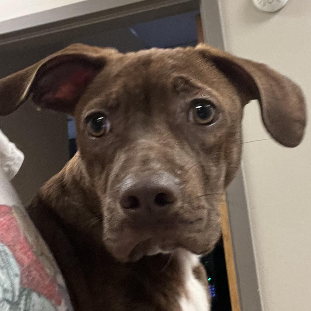 Hershey- 052806T 2