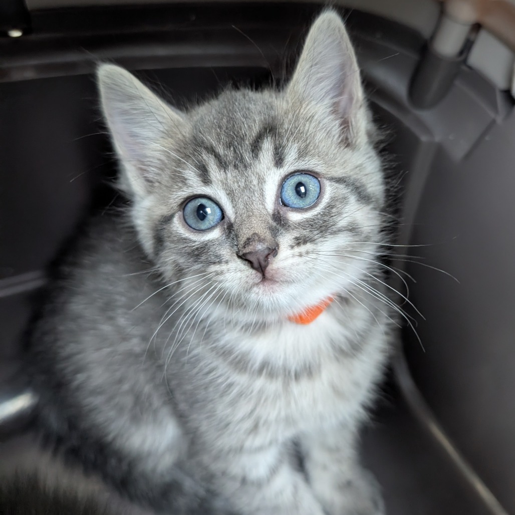 Maggie