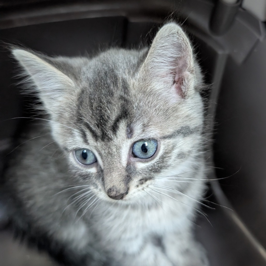 Maggie