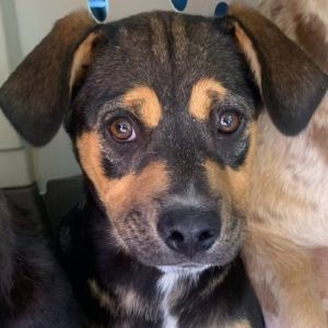 Taffy, Young Female Catahoula Leopard Dog
