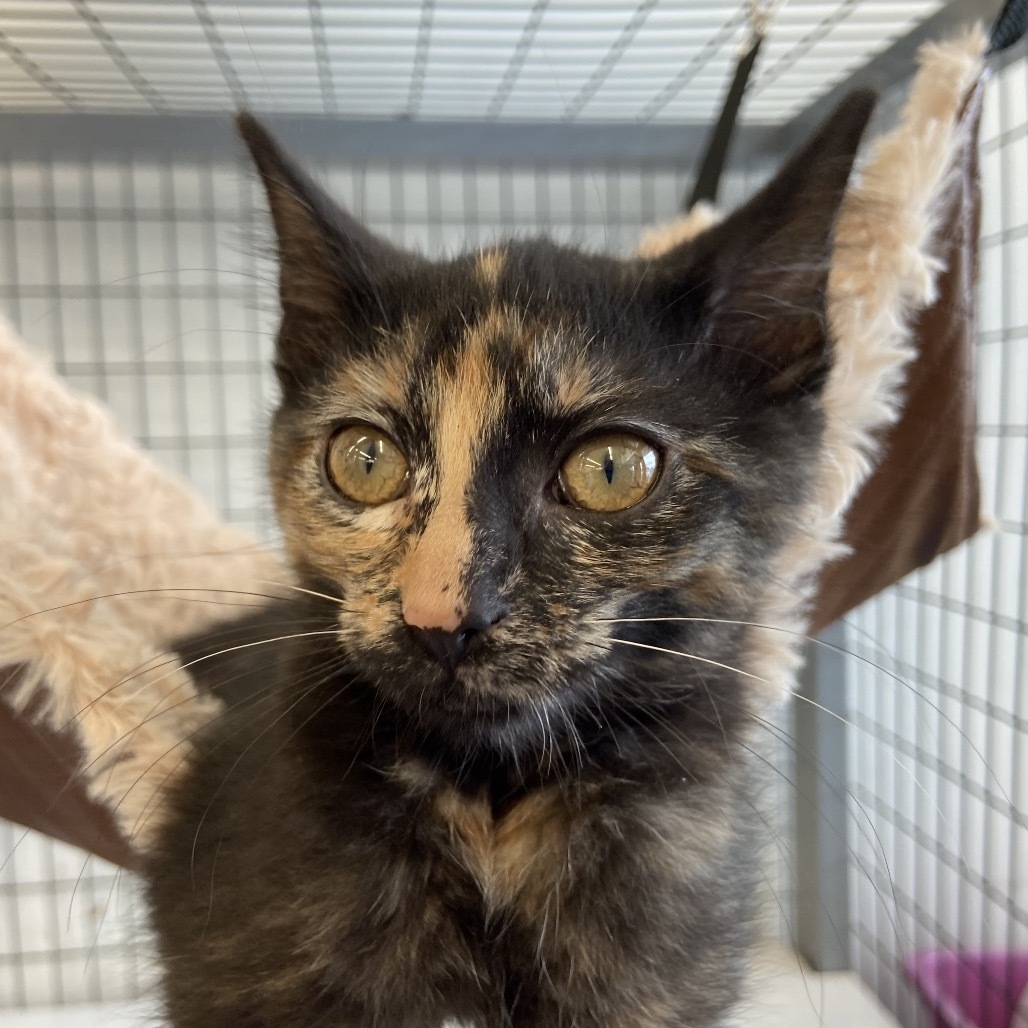 Nutmeg Bonded to Cinnamon