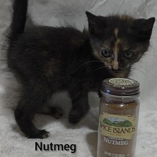 Nutmeg Bonded to Cinnamon