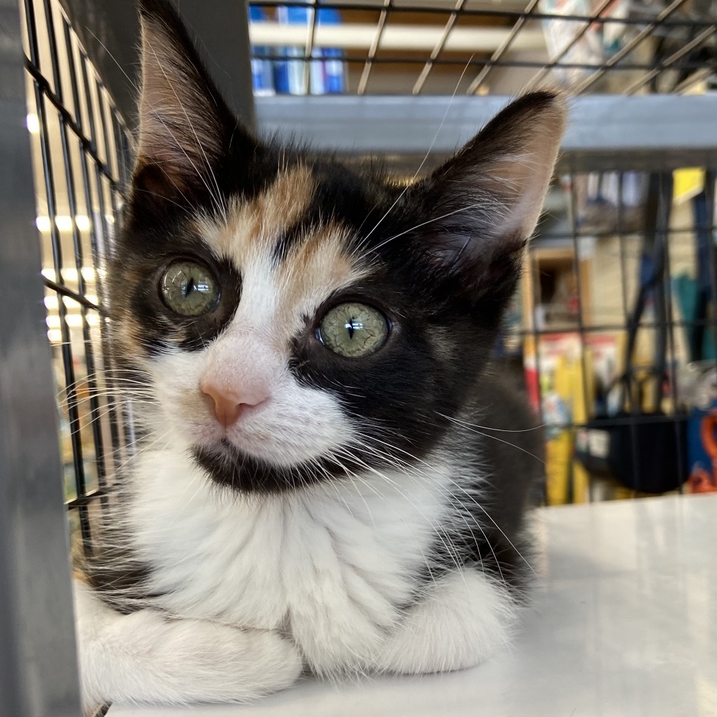 Cinnamon Bonded to Nutmeg