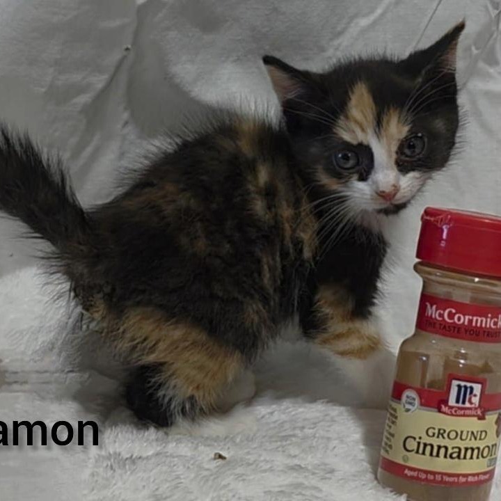 Cinnamon Bonded to Nutmeg