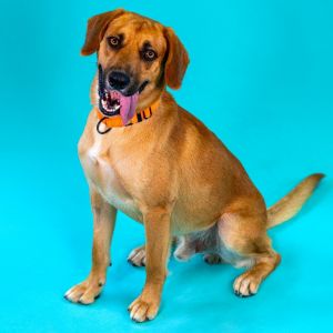 Barbell, Adult Male Hound