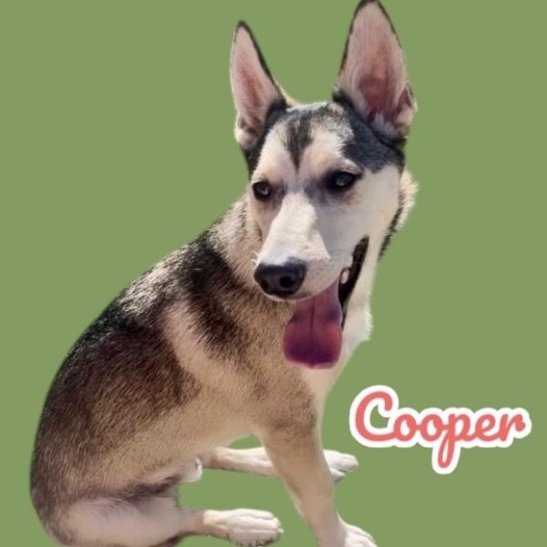 Cooper