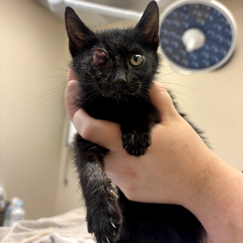 Randall, an adoptable Domestic Short Hair in Fort Collins, CO, 80526 | Photo Image 3