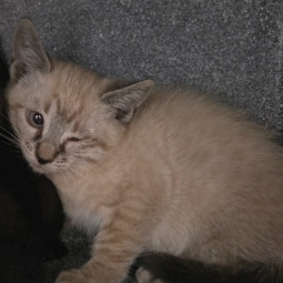 Celia, an adoptable Domestic Short Hair in Fort Collins, CO, 80526 | Photo Image 1