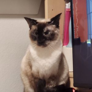 Coco, Adult Female unknown
