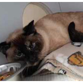 Coco, an adoptable Domestic Short Hair in Fort Collins, CO, 80526 | Photo Image 2