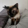 Coco photo 4