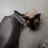 Coco photo 5