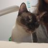 Coco photo 6