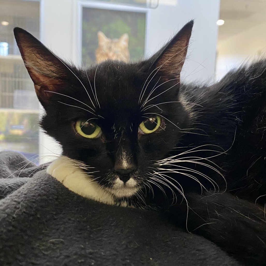 Gelato, an adoptable Domestic Short Hair in Reno, NV, 89502 | Photo Image 1