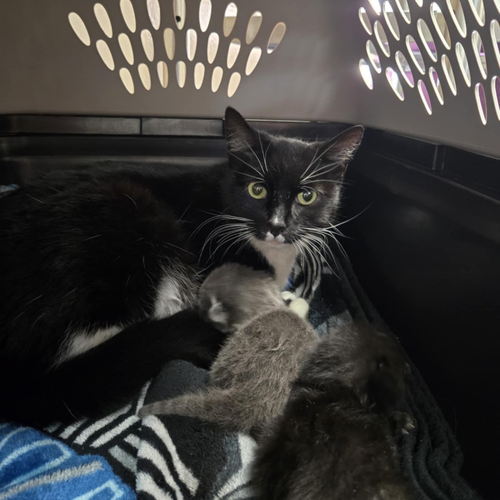 Gelato, an adoptable Domestic Short Hair in Reno, NV, 89502 | Photo Image 2