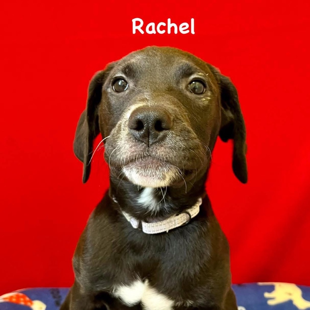 Rachel