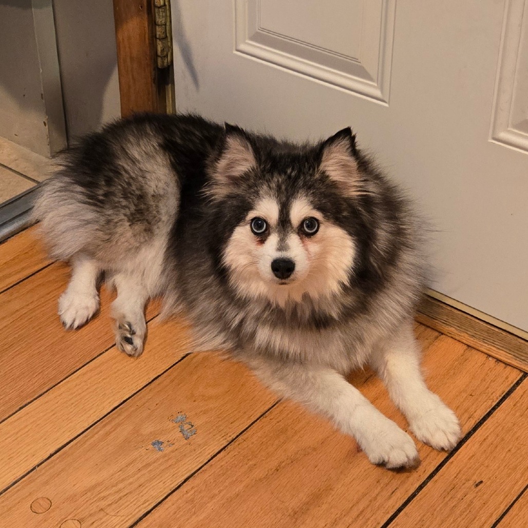 Priscilla