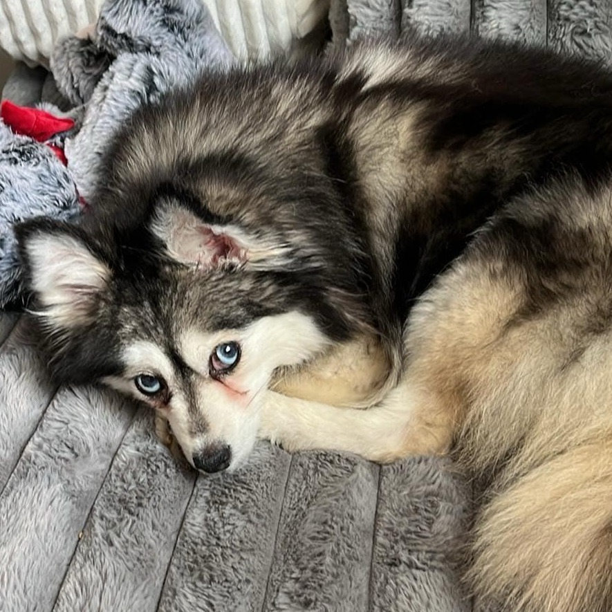 Priscilla