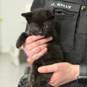 Freya