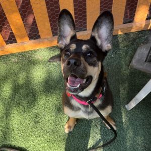 Beatrice A2196494, Young Female Shepherd