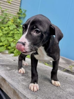 Hi there Im Zwei Every day is a new adventure for me I love exploring new scents chasing after 