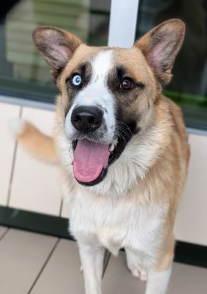 Hello Im Axel your future best friend I ended up here at the shelter due to a minor misunderstan