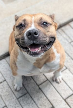 Hi Im Deva My days are filled with wagging tails and friendly faces Im known for my cheerful di