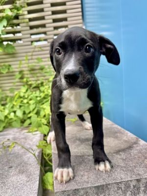 Hi Im Eins Im a puppy but dont let that fool you Ive got the wisdom of a dog thrice