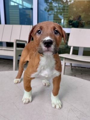 Hello there Im Trois Being a puppy Ive got tons of energy and I love to play Im still learni