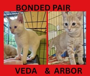 Veda, Baby Female Siamese