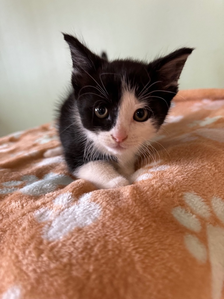 Tux