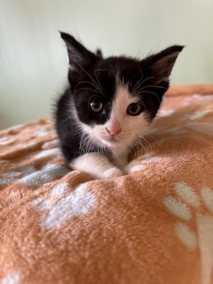 Tux, Baby Male Domestic Short Hair