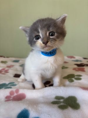Blueberry, Baby Male Domestic Medium Hair