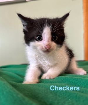 Checkers, Baby Male Domestic Short Hair