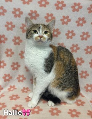 Hallie, Young Female Domestic Short Hair