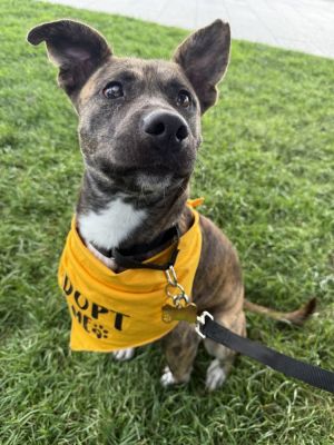 Meet Tatum Tatum was one of six dogs facing euthanasia this week at a high-kill shelter in Louisian