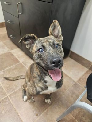 Meet Tatum Tatum was one of six dogs facing euthanasia this week at a high-kill shelter in Louisian